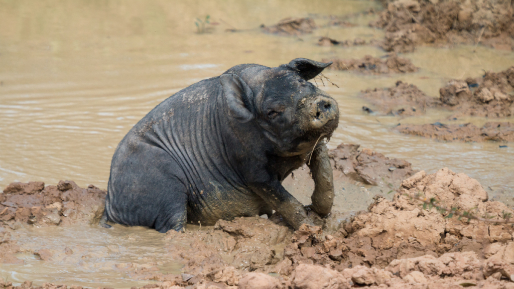 cerdo cimarrón o feral pig chapoteando en el lodo