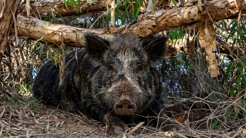 cerdo cimarrón o feral pig llamado Swino descansando bajo un árbol
